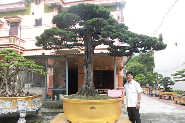 Tiêu dùng & Dư luận - Chiêm ngưỡng cây duyên tùng 300 năm tuổi, giá “ăn đứt” ngôi nhà biệt thự (Hình 3).