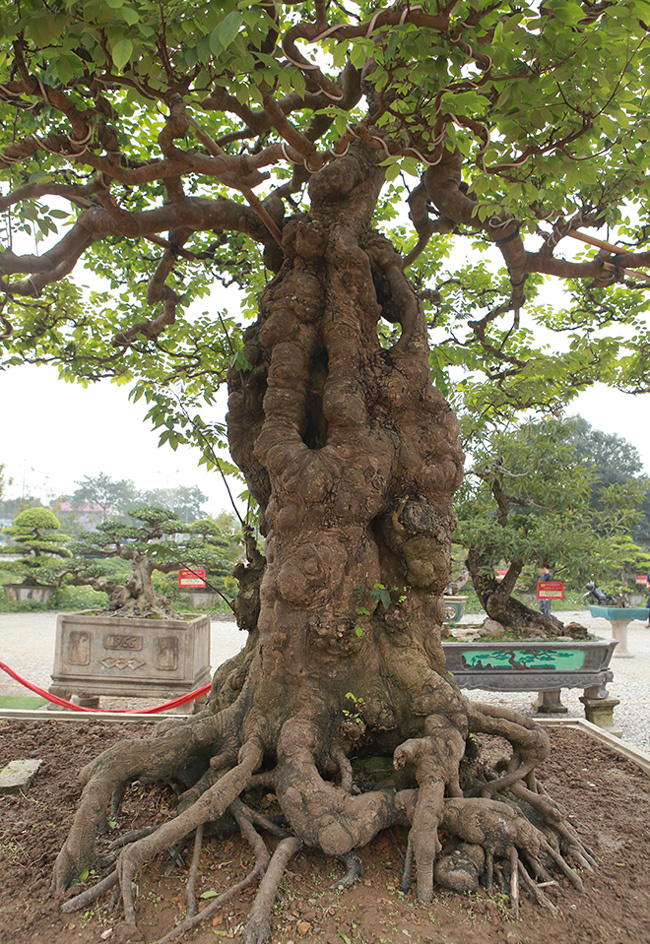 Tiêu dùng & Dư luận - Mãn nhãn cây khế khổng lồ hơn trăm tuổi, chủ nhân nhất quyết không bán dù được trả tiền tỷ