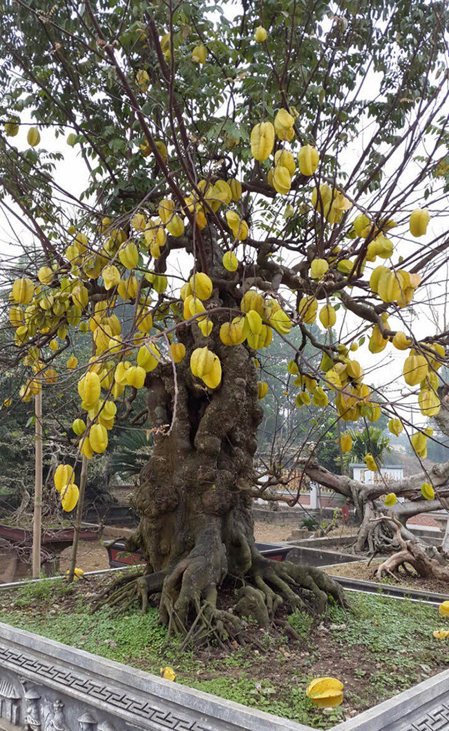 Tiêu dùng & Dư luận - Mãn nhãn cây khế khổng lồ hơn trăm tuổi, chủ nhân nhất quyết không bán dù được trả tiền tỷ (Hình 5).