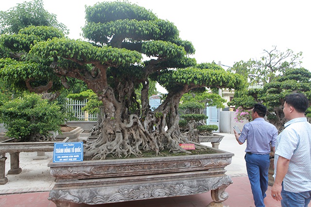 Tiêu dùng & Dư luận - Siêu cây 'Thành đồng Tổ quốc' có giá triệu USD, báu vật để đời hay đại gia 'thổi' giá? (Hình 2).