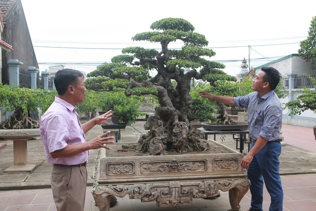 Tiêu dùng & Dư luận - Cây sanh cổ độc – lạ 100 tuổi và cuộc ngã giá 10 tỷ đồng không thành