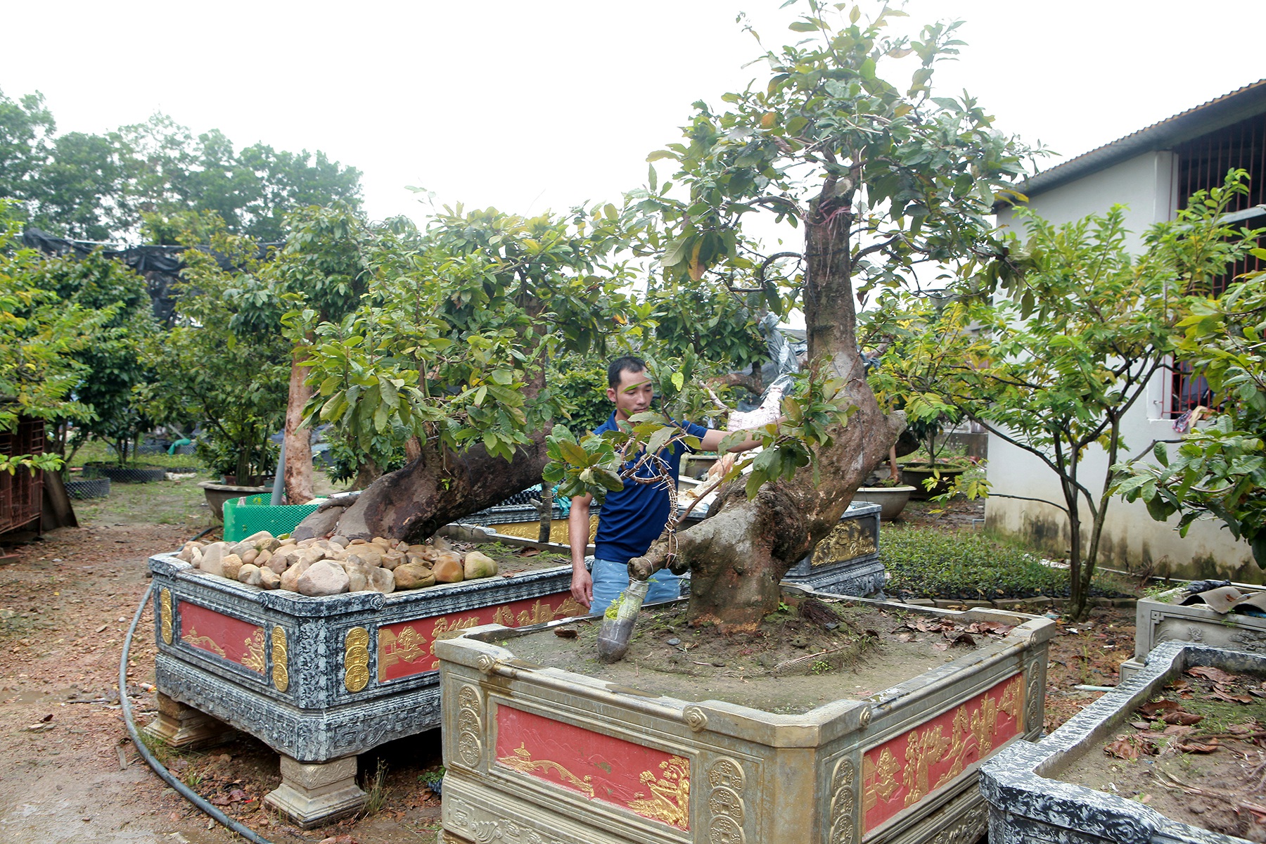 Tiêu dùng & Dư luận - Cặp mai vàng “Tiên đồng ngọc nữ” đẹp cỡ nào mà có giá vài tỷ đồng?