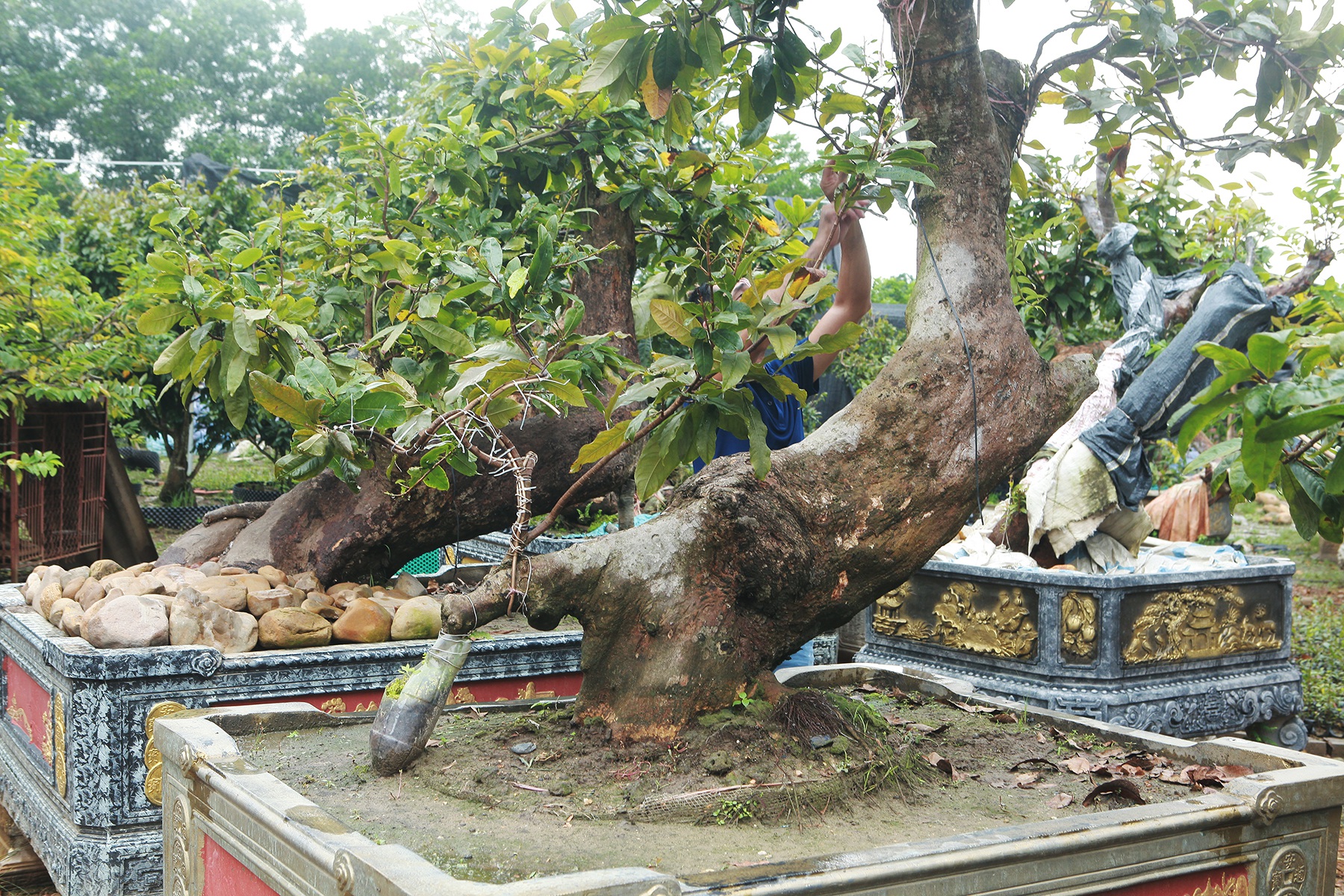 Tiêu dùng & Dư luận - Cặp mai vàng “Tiên đồng ngọc nữ” đẹp cỡ nào mà có giá vài tỷ đồng? (Hình 2).