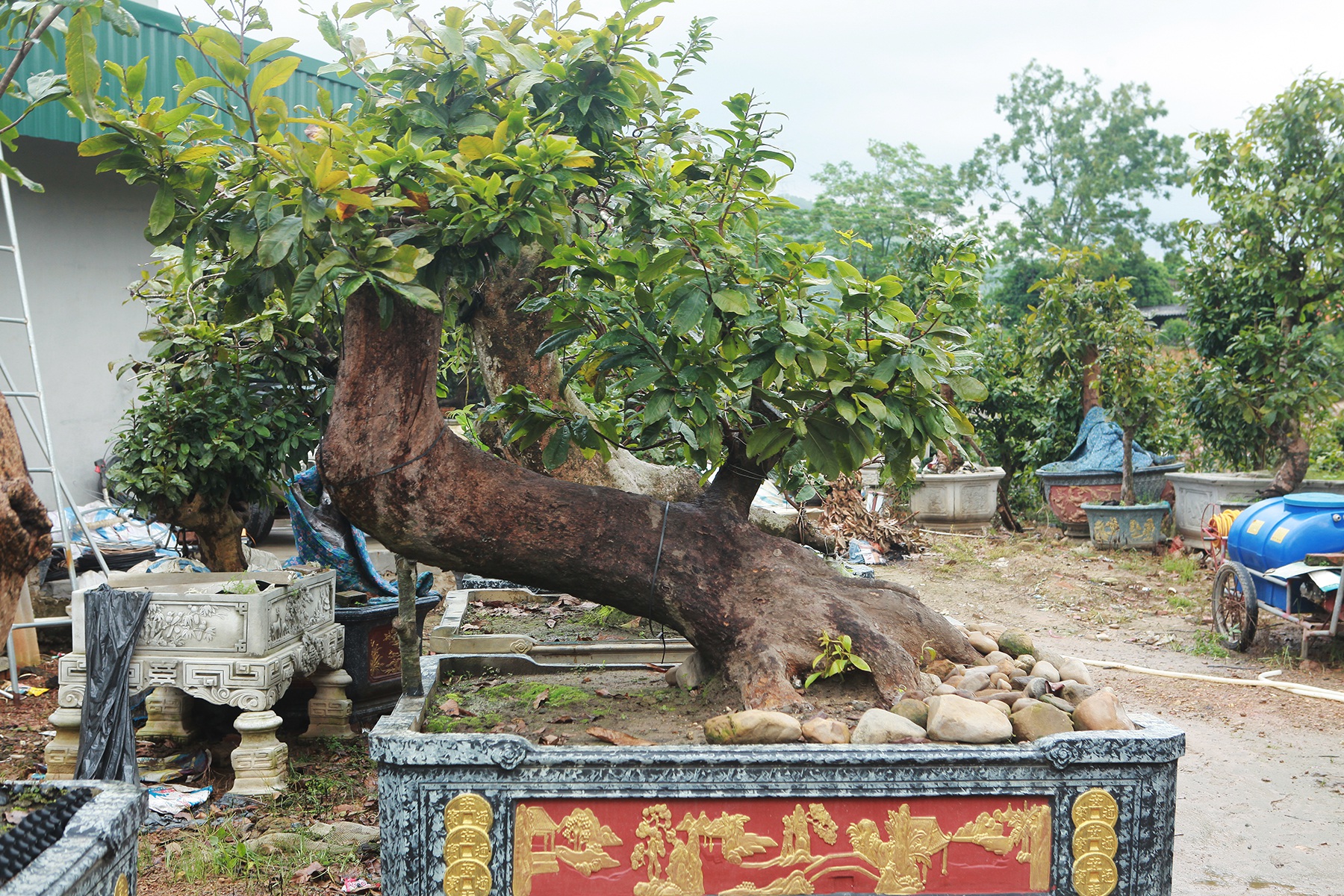 Tiêu dùng & Dư luận - Cặp mai vàng “Tiên đồng ngọc nữ” đẹp cỡ nào mà có giá vài tỷ đồng? (Hình 3).