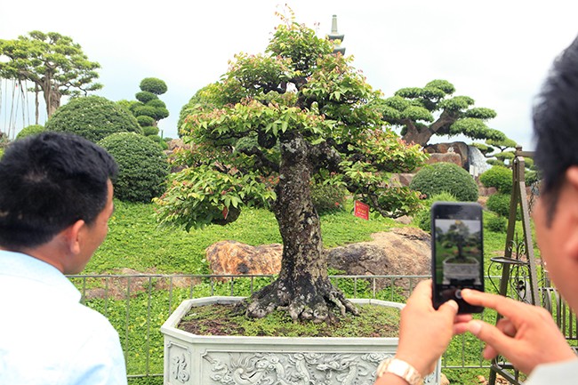 Tiêu dùng & Dư luận - Ngắm dàn bonsai khế của đại gia chơi cây cảnh 'ngông' ở Việt Nam