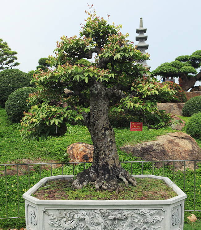 Tiêu dùng & Dư luận - Ngắm dàn bonsai khế của đại gia chơi cây cảnh 'ngông' ở Việt Nam (Hình 3).