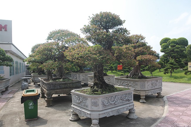 Tiêu dùng & Dư luận - Ngắm dàn bonsai khế của đại gia chơi cây cảnh 'ngông' ở Việt Nam (Hình 4).