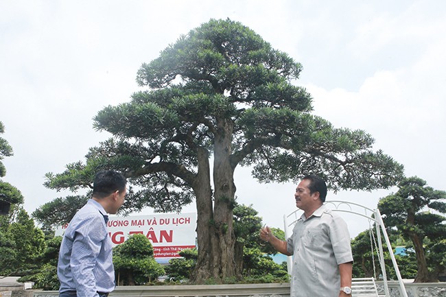 Tiêu dùng & Dư luận - Mãn nhãn cây tùng 'lạ' khiến đại gia vác bao tải tiền đến mua cây (Hình 2).