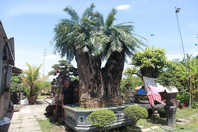 Tiêu dùng & Dư luận - Chiêm ngưỡng cây cảnh thiên tuế, đại gia trả giá siêu 'khủng'  (Hình 2).