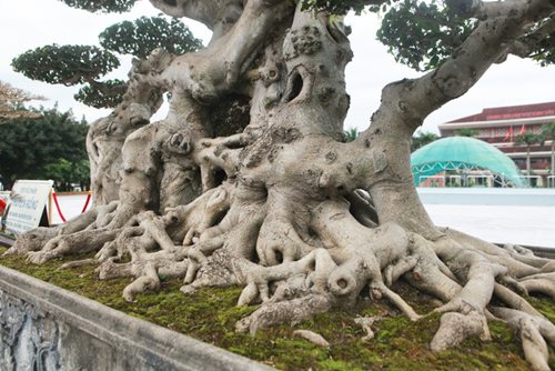 Tiêu dùng & Dư luận - Cận cảnh “siêu cây thuyền rồng”, đại gia Hải Dương mua 'đứt' hơn 5 tỷ  (Hình 3).