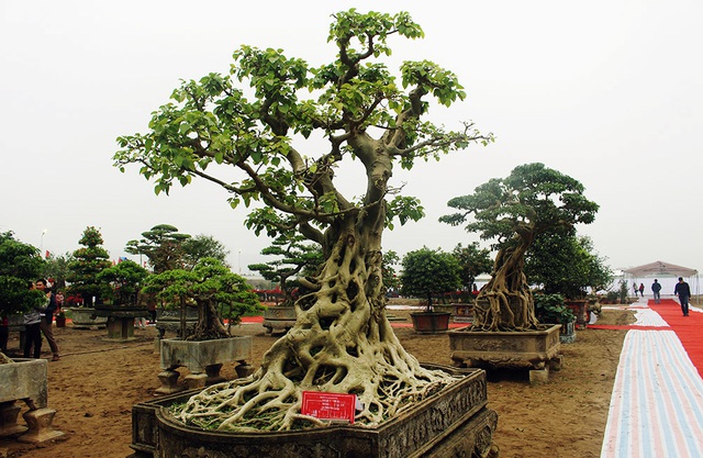 Tiêu dùng & Dư luận - Chiêm ngưỡng cây bồ đề có bộ rễ 'ảo diệu' 