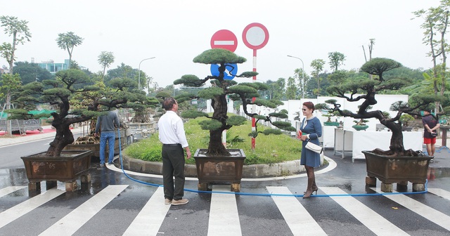 Tiêu dùng & Dư luận - Ngắm “vua phi lao” bonsai miền Bắc giá 1,5 tỷ chủ nhân chưa quyết bán