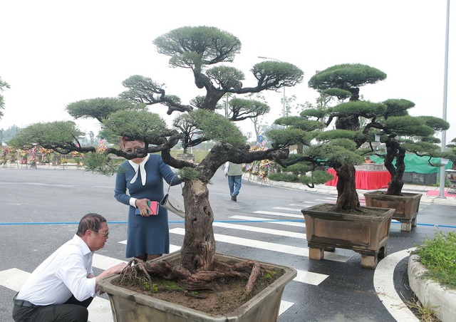 Tiêu dùng & Dư luận - Ngắm “vua phi lao” bonsai miền Bắc giá 1,5 tỷ chủ nhân chưa quyết bán (Hình 2).