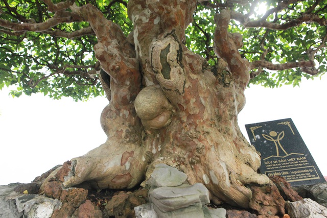 Tiêu dùng & Dư luận - Đã mắt với vẻ kỳ lạ của 'siêu cây' bằng lăng bonsai (Hình 4).