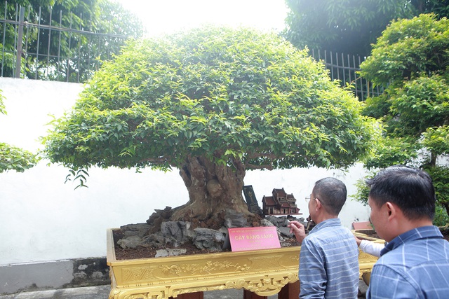 Tiêu dùng & Dư luận - Đã mắt với vẻ kỳ lạ của 'siêu cây' bằng lăng bonsai (Hình 2).