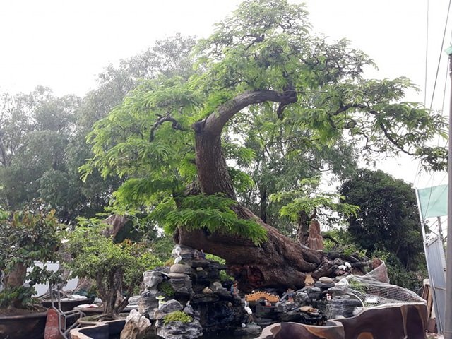 Tiêu dùng & Dư luận - Độc đáo cây me bonsai thế 'khủng' đã kết trái vẫn còn ra hoa  (Hình 5).