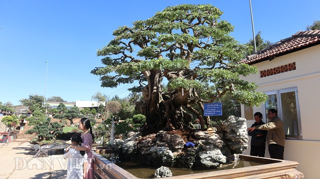 Tiêu dùng & Dư luận - Độc đáo cây me bonsai thế 'khủng' đã kết trái vẫn còn ra hoa 