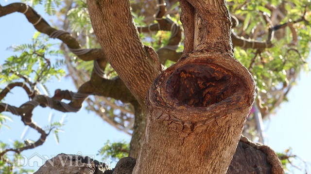 Tiêu dùng & Dư luận - Độc đáo cây me bonsai thế 'khủng' đã kết trái vẫn còn ra hoa  (Hình 3).