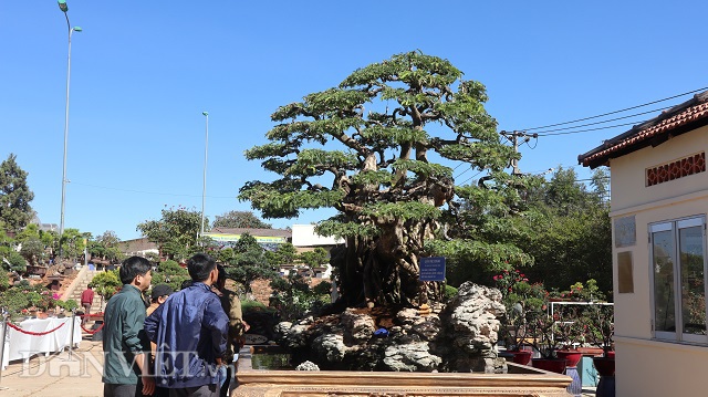 Tiêu dùng & Dư luận - Độc đáo cây me bonsai thế 'khủng' đã kết trái vẫn còn ra hoa  (Hình 2).