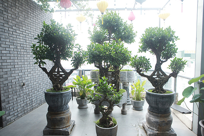 Tiêu dùng & Dư luận - Mãn nhãn bộ sưu tập cây si bonsai 'Song hỷ, Ngũ phúc' 