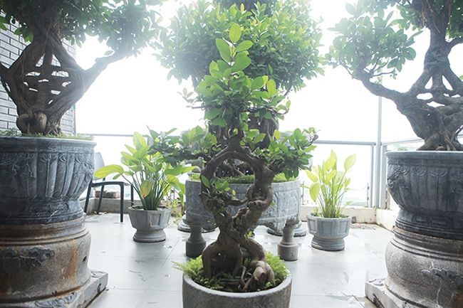 Tiêu dùng & Dư luận - Mãn nhãn bộ sưu tập cây si bonsai 'Song hỷ, Ngũ phúc'  (Hình 2).