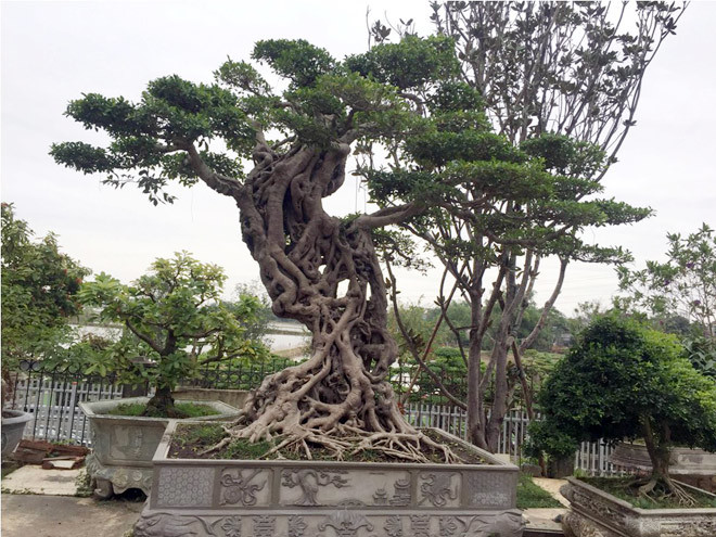 Tiêu dùng & Dư luận - Mãn nhãn bộ sưu tập cây si bonsai 'Song hỷ, Ngũ phúc'  (Hình 3).