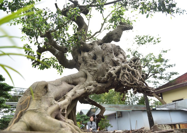 Tiêu dùng & Dư luận - Ngắm cây cảnh 'huynh đệ đồng khoa” kỳ dị đặt trong nhà (Hình 4).