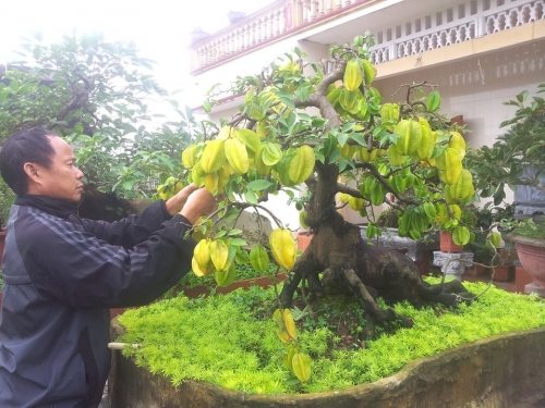 Tiêu dùng & Dư luận - Cận cảnh cây khế bonsai thế dáng đẹp lạ nhưng có giá 'rẻ' như cho  (Hình 2).