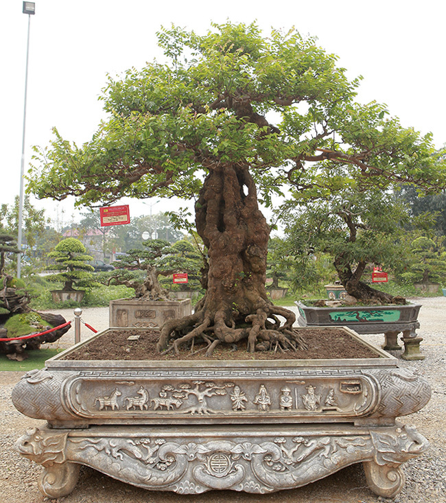 Tiêu dùng & Dư luận - Cận cảnh cây khế bonsai thế dáng đẹp lạ nhưng có giá 'rẻ' như cho  (Hình 3).