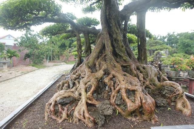 Tiêu dùng & Dư luận - Ngắm cây sanh cổ, người đàn ông sẵn sàng bán nhà gán ô tô để mua (Hình 4).