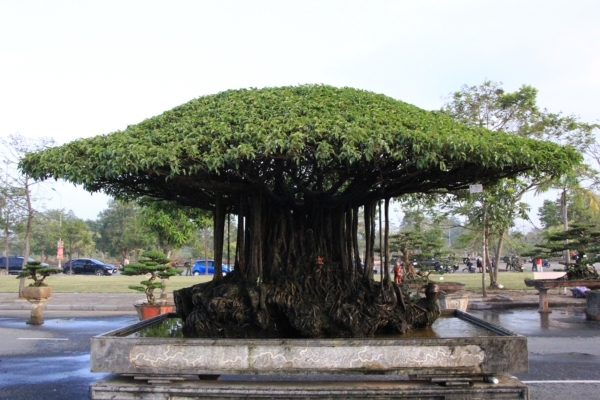 Tiêu dùng & Dư luận - Mãn nhãn sanh cổ “Nhất tọa kinh thiên“ định giá lên đến 11 tỷ đồng (Hình 2).