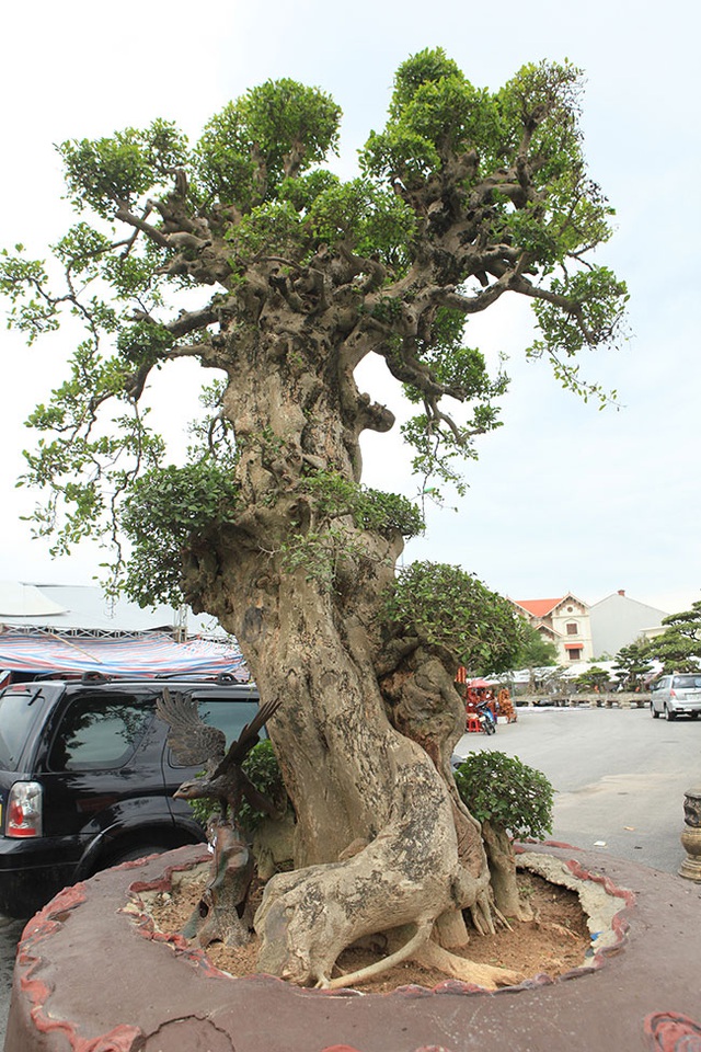 Tiêu dùng & Dư luận - Ngắm cây duối cổ giá 'khủng' khiến nhiều đại gia mong ước sở hữu (Hình 3).