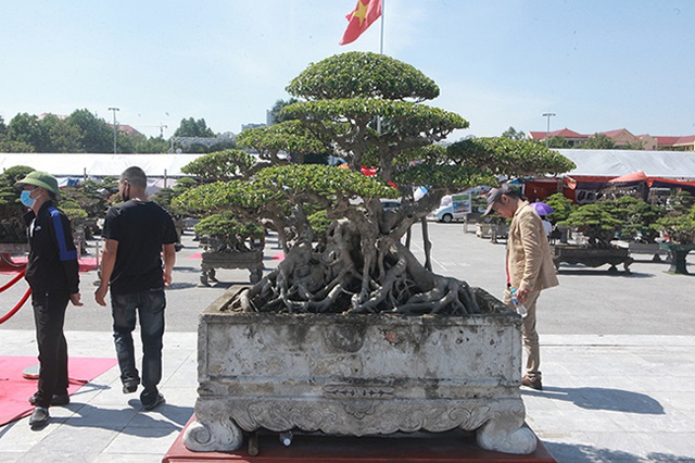 Tiêu dùng & Dư luận - Ngắm cây cảnh dáng đài sen giá 'khủng', nhiều người chỉ ngắm không dám mua