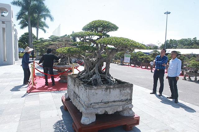 Tiêu dùng & Dư luận - Ngắm cây cảnh dáng đài sen giá 'khủng', nhiều người chỉ ngắm không dám mua (Hình 3).