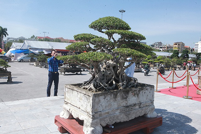 Tiêu dùng & Dư luận - Ngắm cây cảnh dáng đài sen giá 'khủng', nhiều người chỉ ngắm không dám mua (Hình 2).