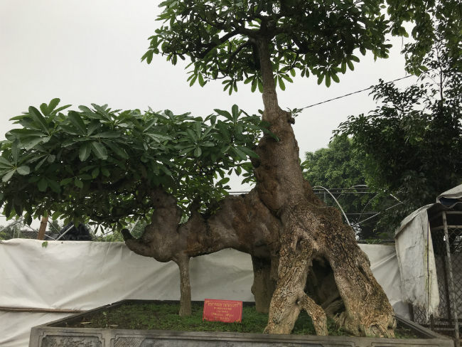 Tiêu dùng & Dư luận - Cận cảnh cây hoa sữa dáng 'kỳ quái', khách trả 6 tỷ không bán 