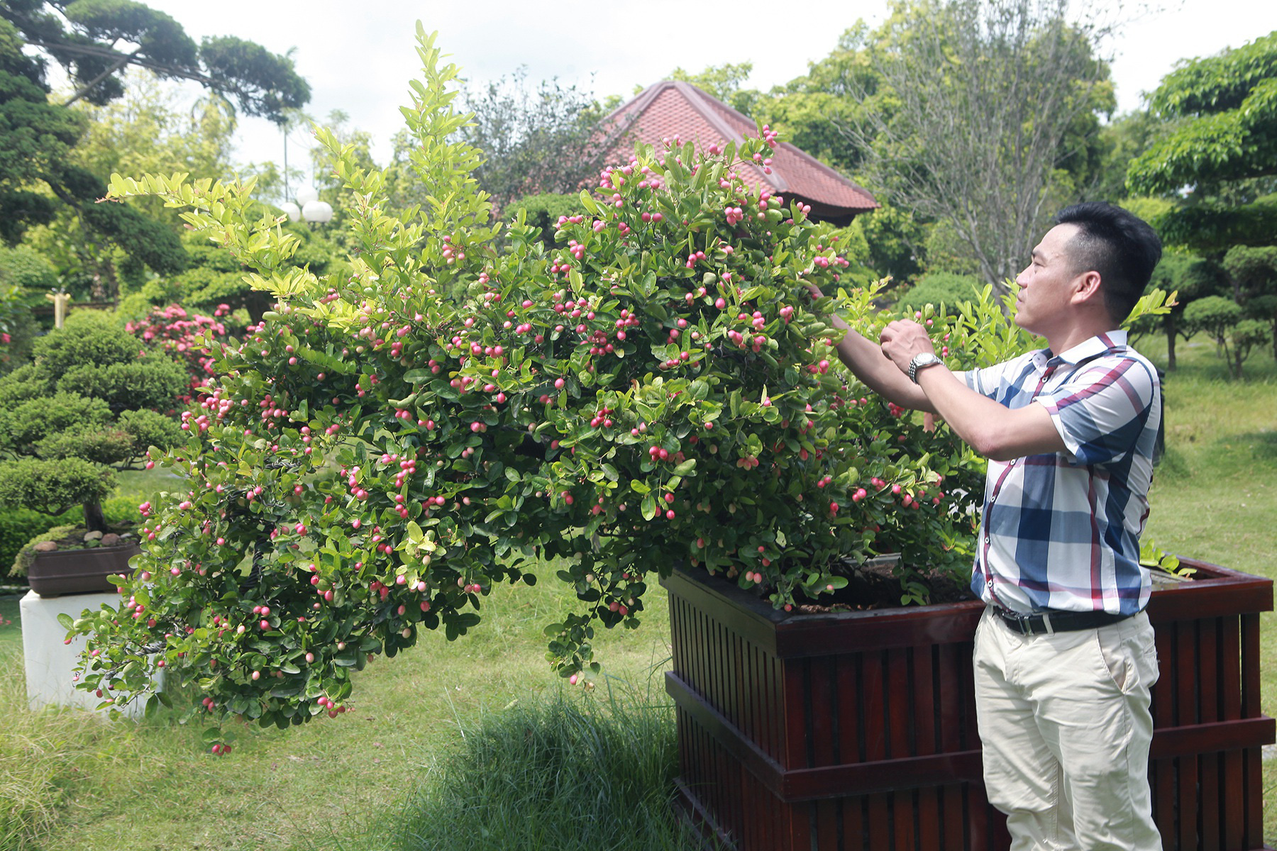 Tiêu dùng & Dư luận - Mãn nhãn dàn sơ ri bonsai nặng trĩu quả của “tướng cướp hoàn lương”