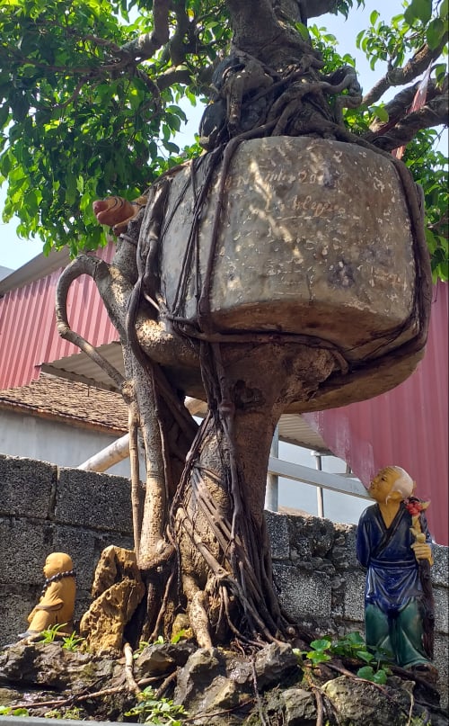 Tiêu dùng & Dư luận - Cây cảnh 'Chuyện tình cây và cối' thế độc lạ thu hút nhiều người xem (Hình 2).