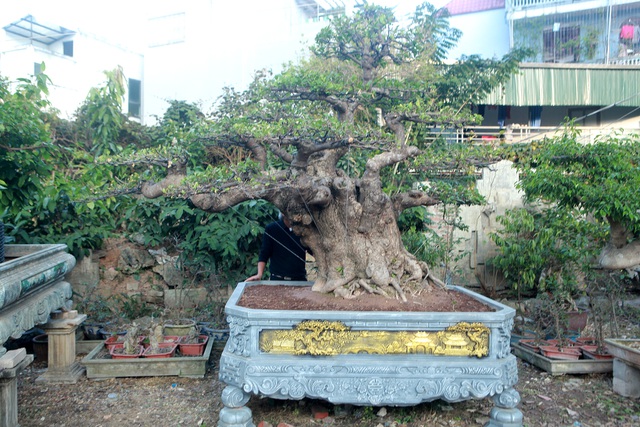 Tiêu dùng & Dư luận - Ngắm cây lộc vừng chưa hoàn thiện tay cành mà vẫn hút đại gia hỏi mua