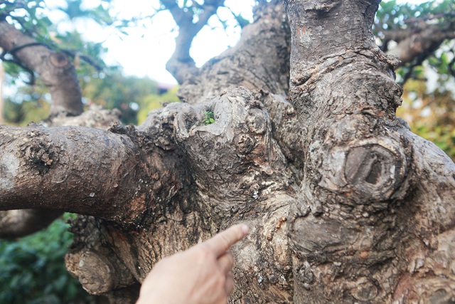 Tiêu dùng & Dư luận - Ngắm cây lộc vừng chưa hoàn thiện tay cành mà vẫn hút đại gia hỏi mua (Hình 3).