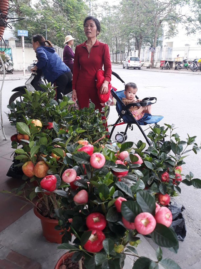 Tiêu dùng & Dư luận - Bắp cải Trung Quốc màu lạ giá 'chát' thành cây trang trí ngày Tết (Hình 3).