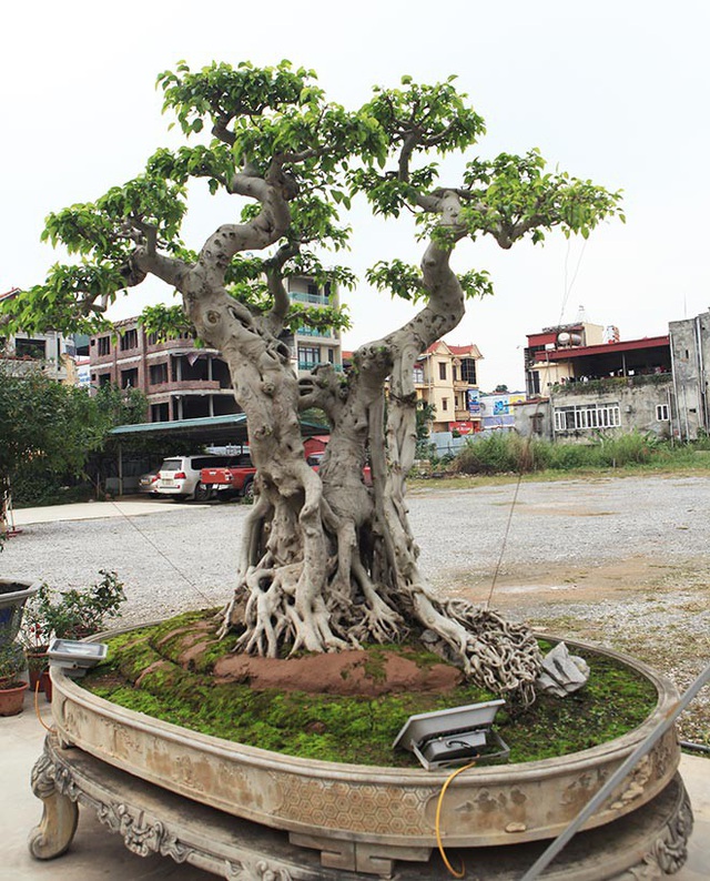 Tiêu dùng & Dư luận - Cận cảnh cây sanh cổ 'ngai vàng' chủ nhân mất 6 lô đất đổi lấy cây (Hình 2).