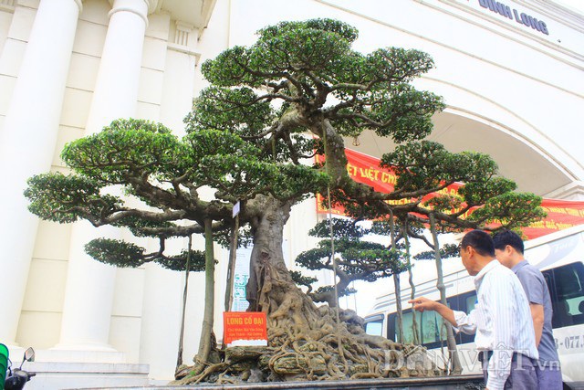 Tiêu dùng & Dư luận - Siêu cây 'Long cổ đại' giá 14 tỷ chủ nhân vẫn chưa quyết bán