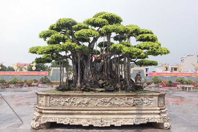 Tiêu dùng & Dư luận - Hoa mắt với cây cảnh 'báu vật' của những đại gia Việt