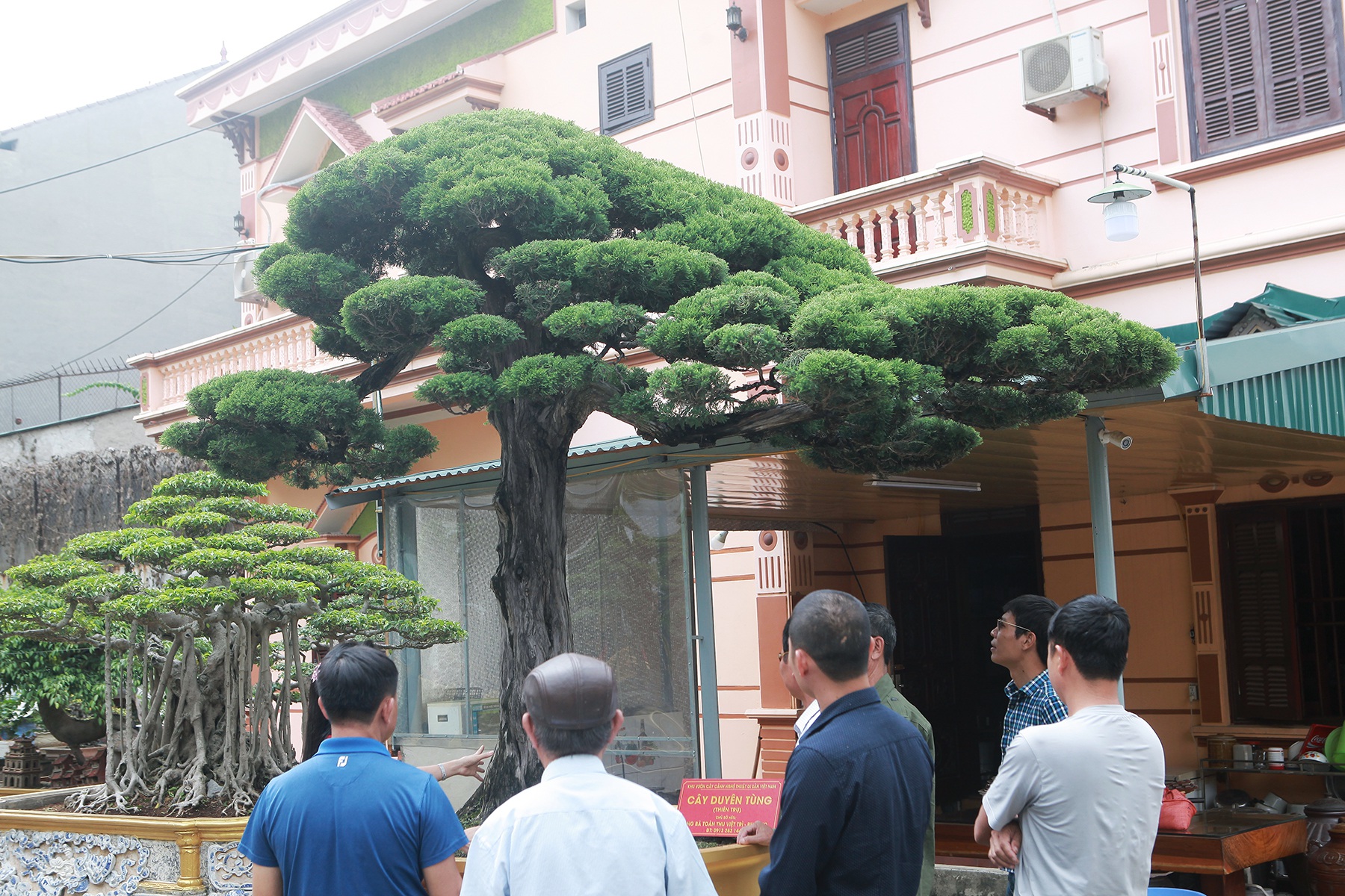 Ti&ecirc;u d&ugrave;ng & Dư luận - Cho&aacute;ng v&aacute;ng bộ sưu tập si&ecirc;u c&acirc;y cảnh triệu đ&ocirc; của nữ đại gia Ph&uacute; Thọ (H&igrave;nh 2).