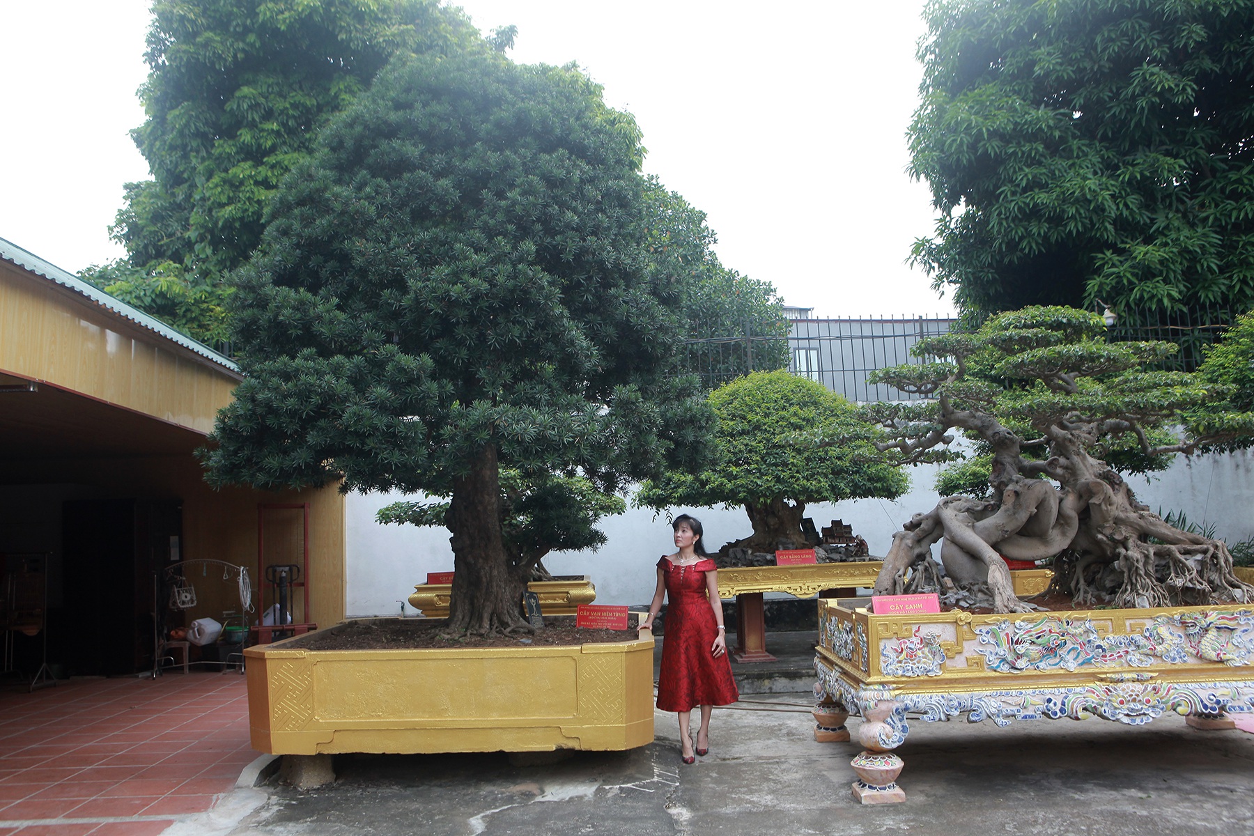 Ti&ecirc;u d&ugrave;ng & Dư luận - Cho&aacute;ng v&aacute;ng bộ sưu tập si&ecirc;u c&acirc;y cảnh triệu đ&ocirc; của nữ đại gia Ph&uacute; Thọ (H&igrave;nh 5).