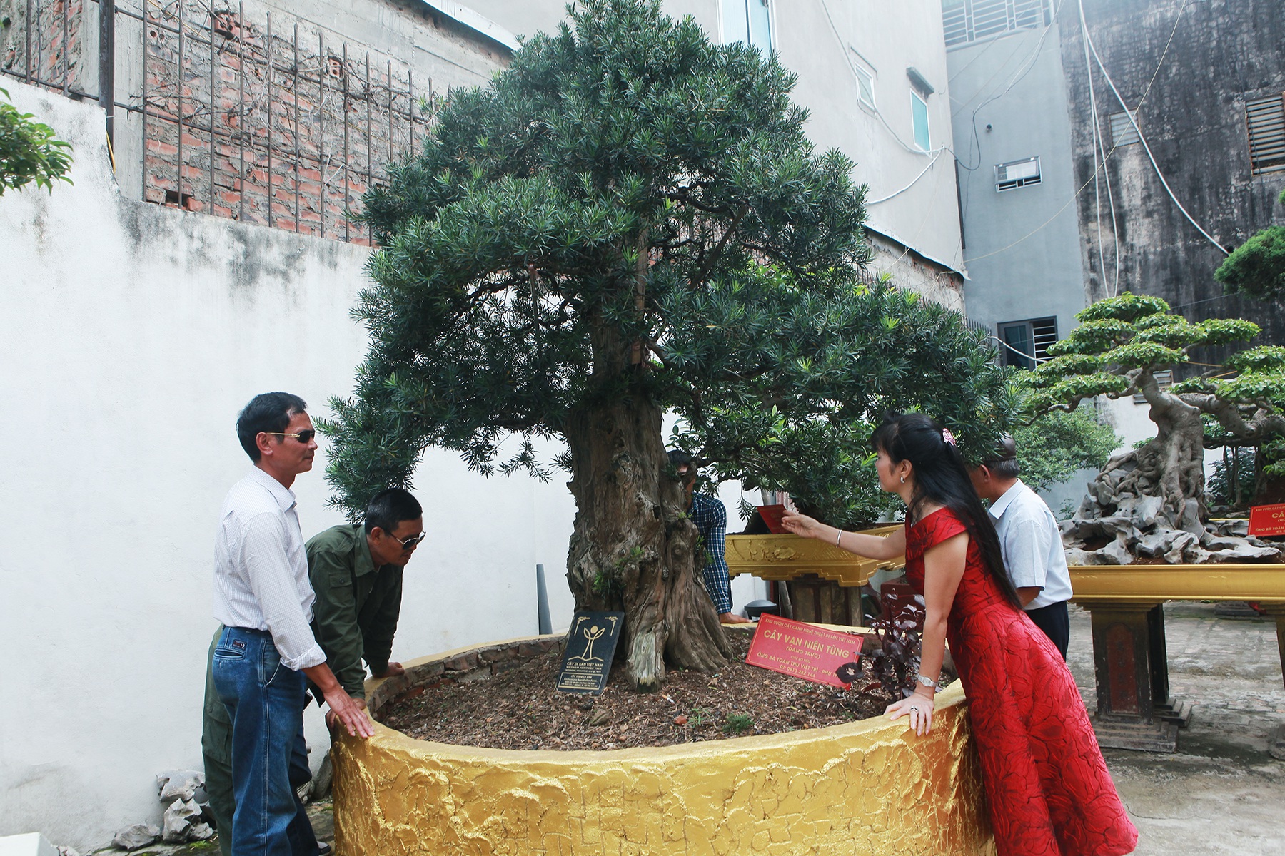 Ti&ecirc;u d&ugrave;ng & Dư luận - Cho&aacute;ng v&aacute;ng bộ sưu tập si&ecirc;u c&acirc;y cảnh triệu đ&ocirc; của nữ đại gia Ph&uacute; Thọ (H&igrave;nh 4).