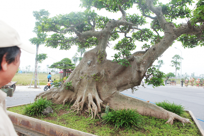 Tiêu dùng & Dư luận - Cây sung thế 'lạ' đại gia Hà thành 'hét giá' 10 tỷ gây choáng (Hình 2).