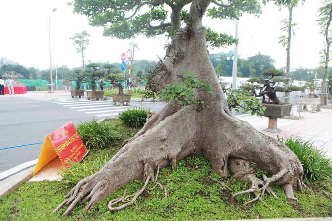 Tiêu dùng & Dư luận - Cây sung thế 'lạ' đại gia Hà thành 'hét giá' 10 tỷ gây choáng (Hình 3).