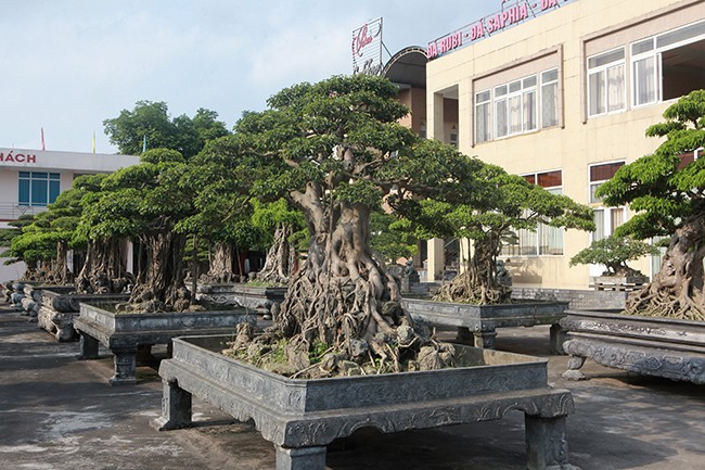 Tiêu dùng & Dư luận - Choáng váng dàn sanh cổ 'báu vật' trăm tuổi của vị đại gia tỉnh lẻ (Hình 3).